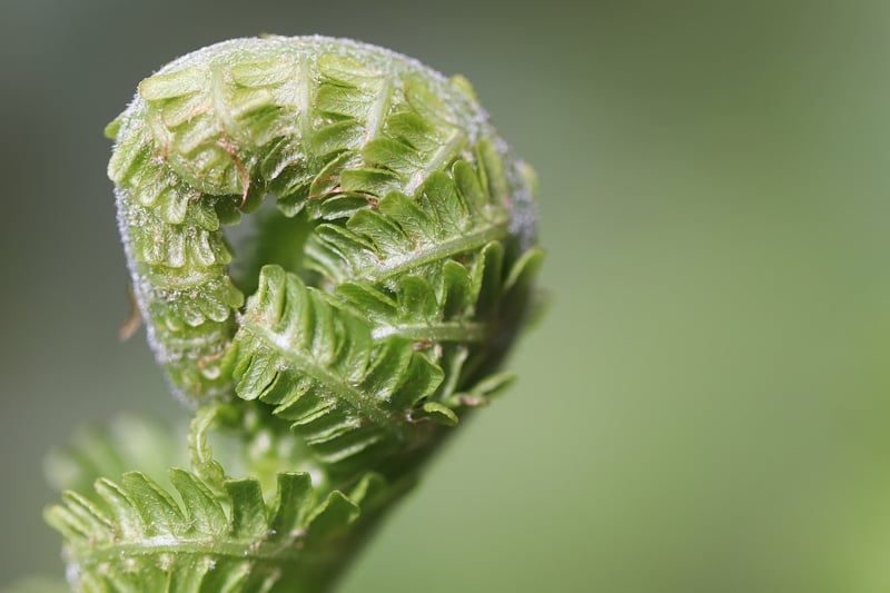 Green Thumb Tips