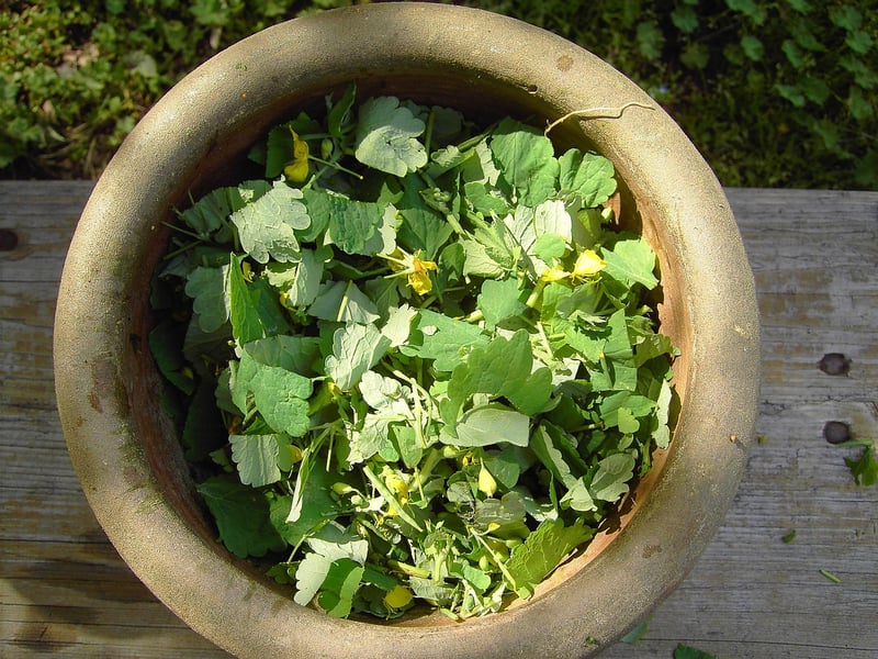 Mystical Potion Ingredients