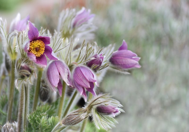 Botanical Wonder